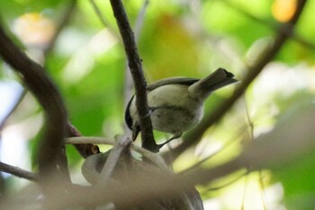 ハシブトガラ 宮丘公園(札幌市西区) 2021年10月3日(日)