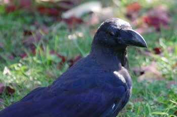 ハシブトガラス 宮丘公園(札幌市西区) 2021年10月3日(日)