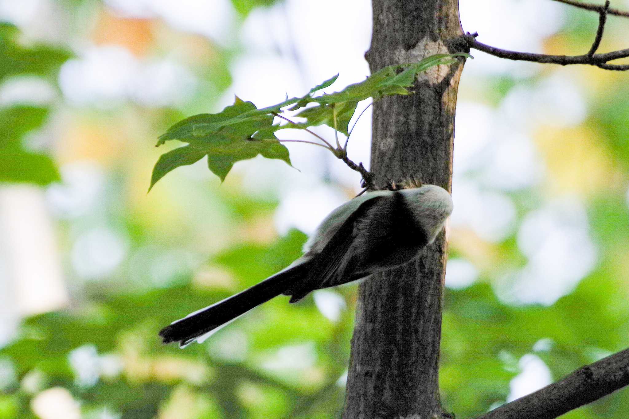 宮丘公園(札幌市西区) シマエナガの写真