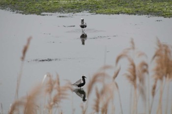 Grey Plover Yatsu-higata Fri, 4/21/2017