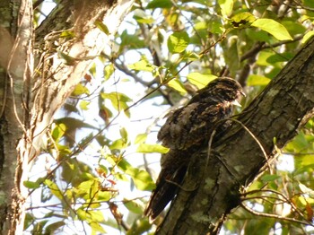 Grey Nightjar Mizumoto Park Sun, 10/3/2021