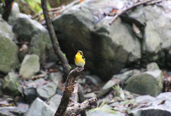 Narcissus Flycatcher 妙見山 Sun, 9/5/2021