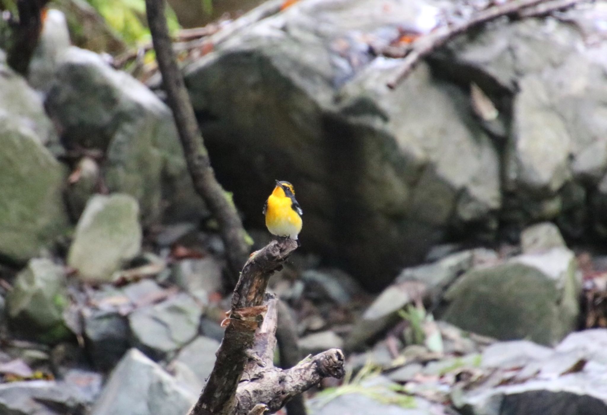 妙見山 キビタキの写真