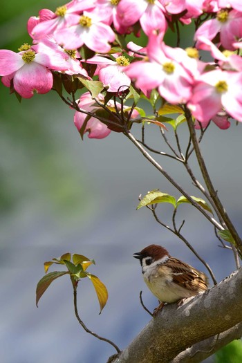 Eurasian Tree Sparrow 庭 Mon, 4/24/2017