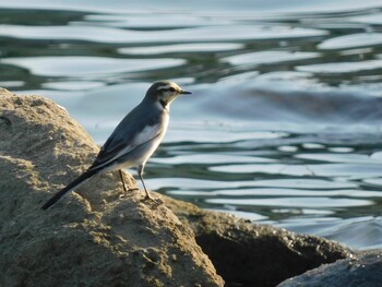 ハクセキレイ 東京港野鳥公園 2021年10月2日(土)