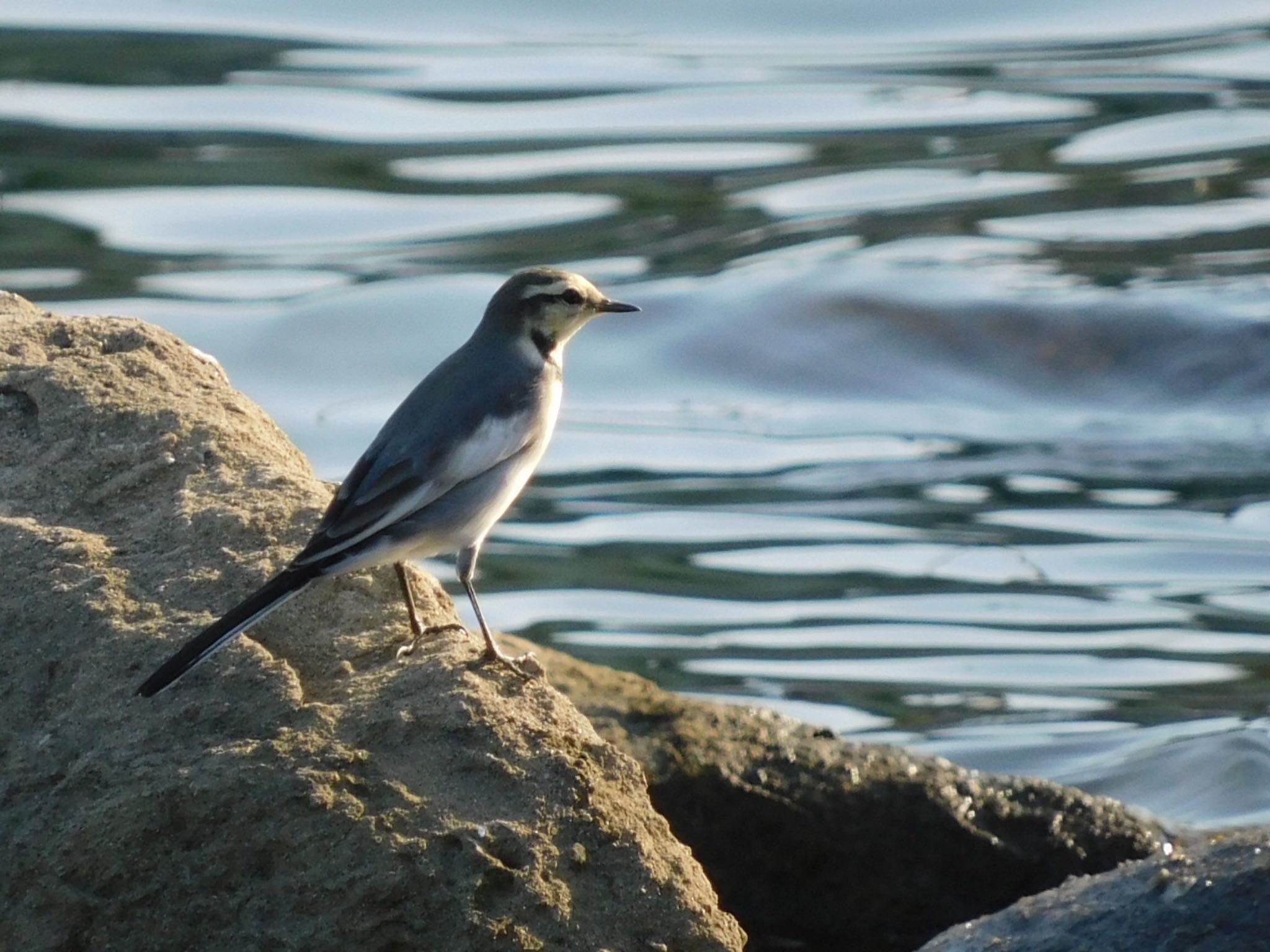 東京港野鳥公園 ハクセキレイの写真 by ucello