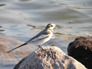 Sat, 10/2/2021 Birding report at Tokyo Port Wild Bird Park