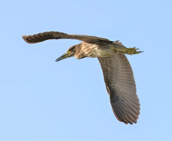 ゴイサギ 湖北野鳥センター 2021年10月3日(日)