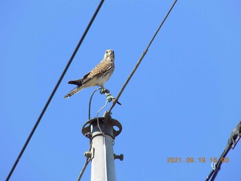 Common Kestrel 埼玉県鴻巣市吹上 Sun, 9/19/2021