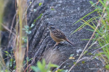 Meadow Bunting 平谷川 Sun, 10/3/2021