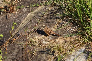 Meadow Bunting 平谷川 Sun, 10/3/2021