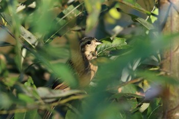 Meadow Bunting 平谷川 Sun, 10/3/2021