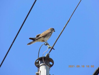 Common Kestrel 埼玉県鴻巣市吹上 Sun, 9/19/2021