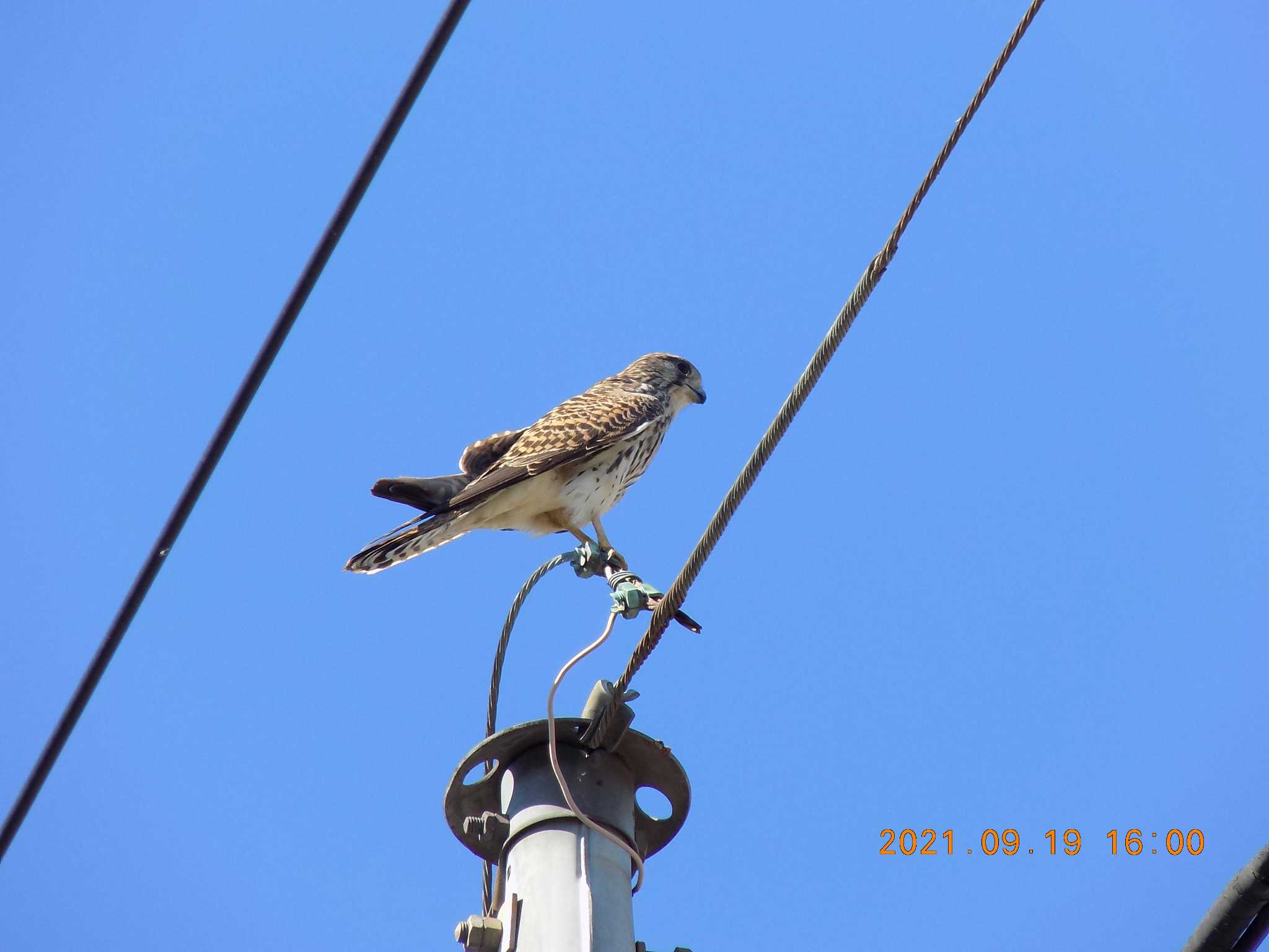 Photo of Common Kestrel at 埼玉県鴻巣市吹上 by 近所で鳥見