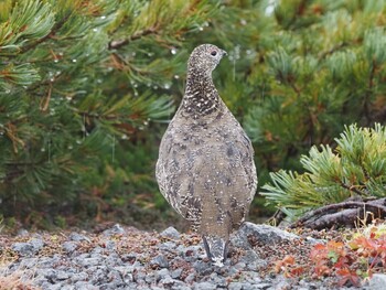 Rock Ptarmigan 乗鞍岳畳平 Sun, 9/26/2021