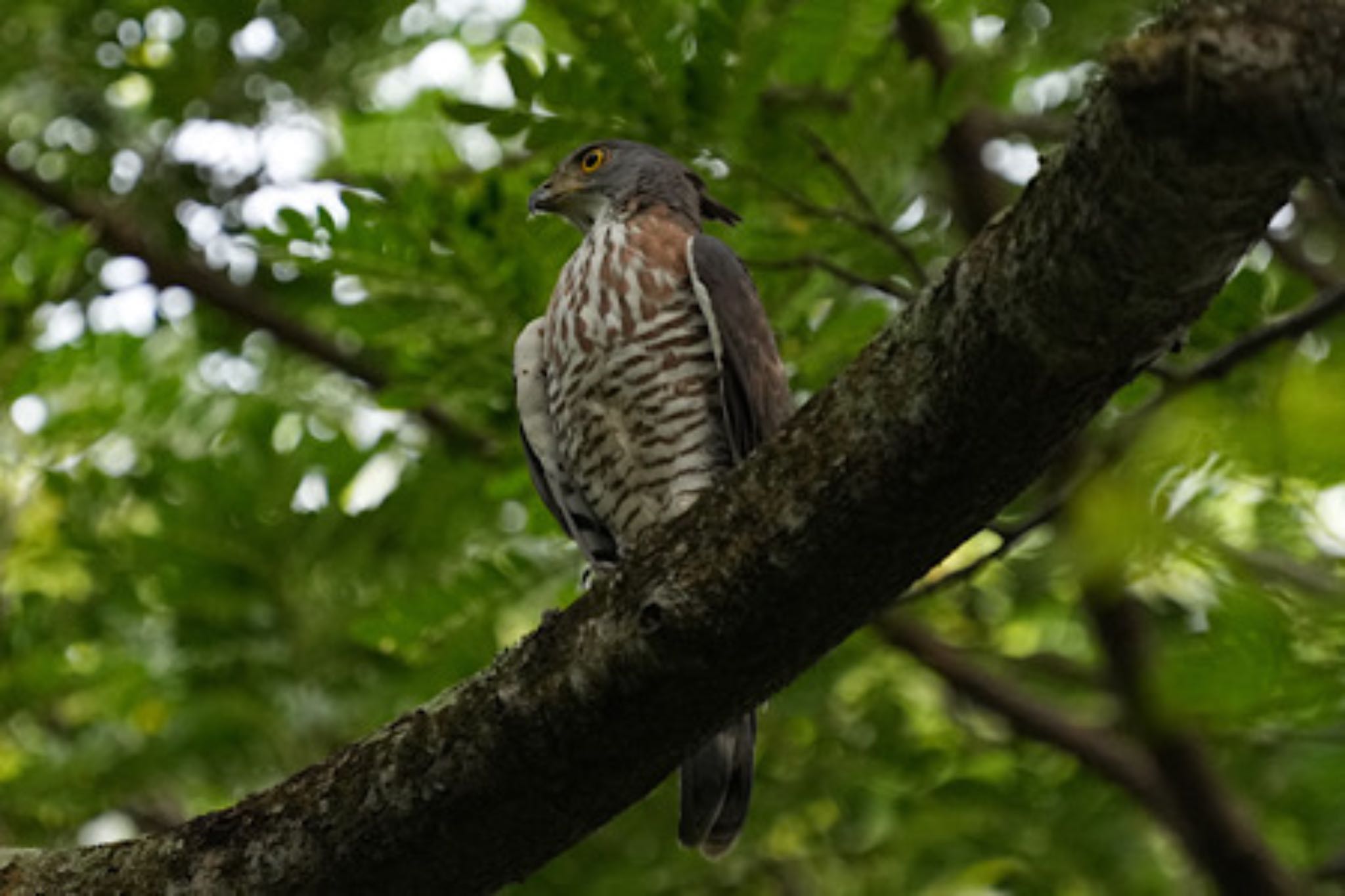 Pasir Ris Park (Singapore) カンムリオオタカの写真