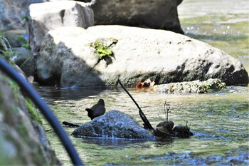 カワガラス 宮島峡(富山県小矢部市) 2021年10月3日(日)