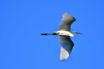 2021年10月3日(日) 長浜公園の野鳥観察記録