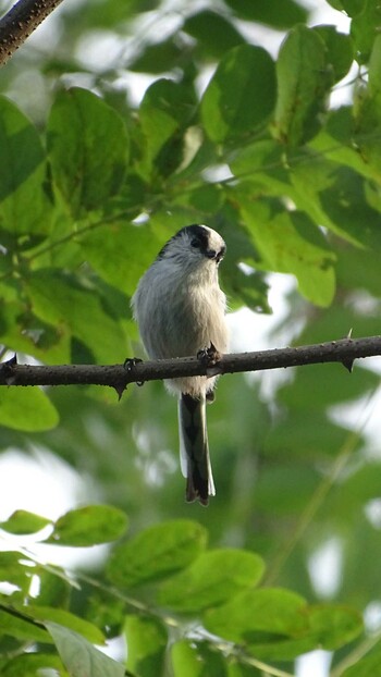 Mon, 9/27/2021 Birding report at 多摩川