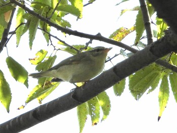 2021年10月3日(日) 亀戸中央公園の野鳥観察記録