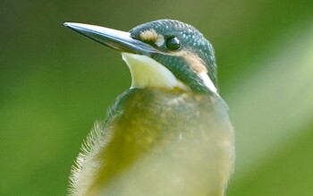 Common Kingfisher 千里南公園 Sun, 10/3/2021