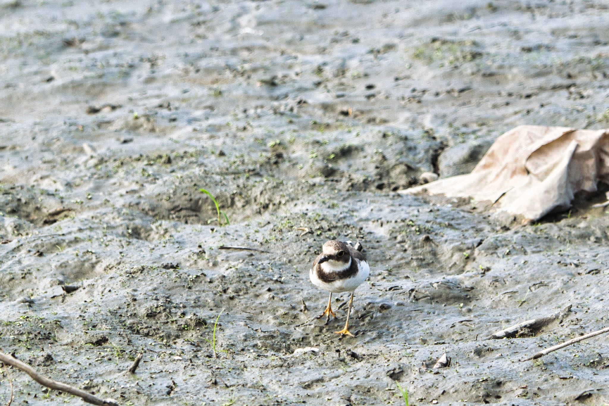 伊佐沼 コチドリの写真 by naturedrop