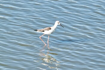 2021年10月3日(日) 伊佐沼の野鳥観察記録