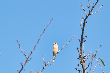 モズ 伊佐沼 2021年10月3日(日)