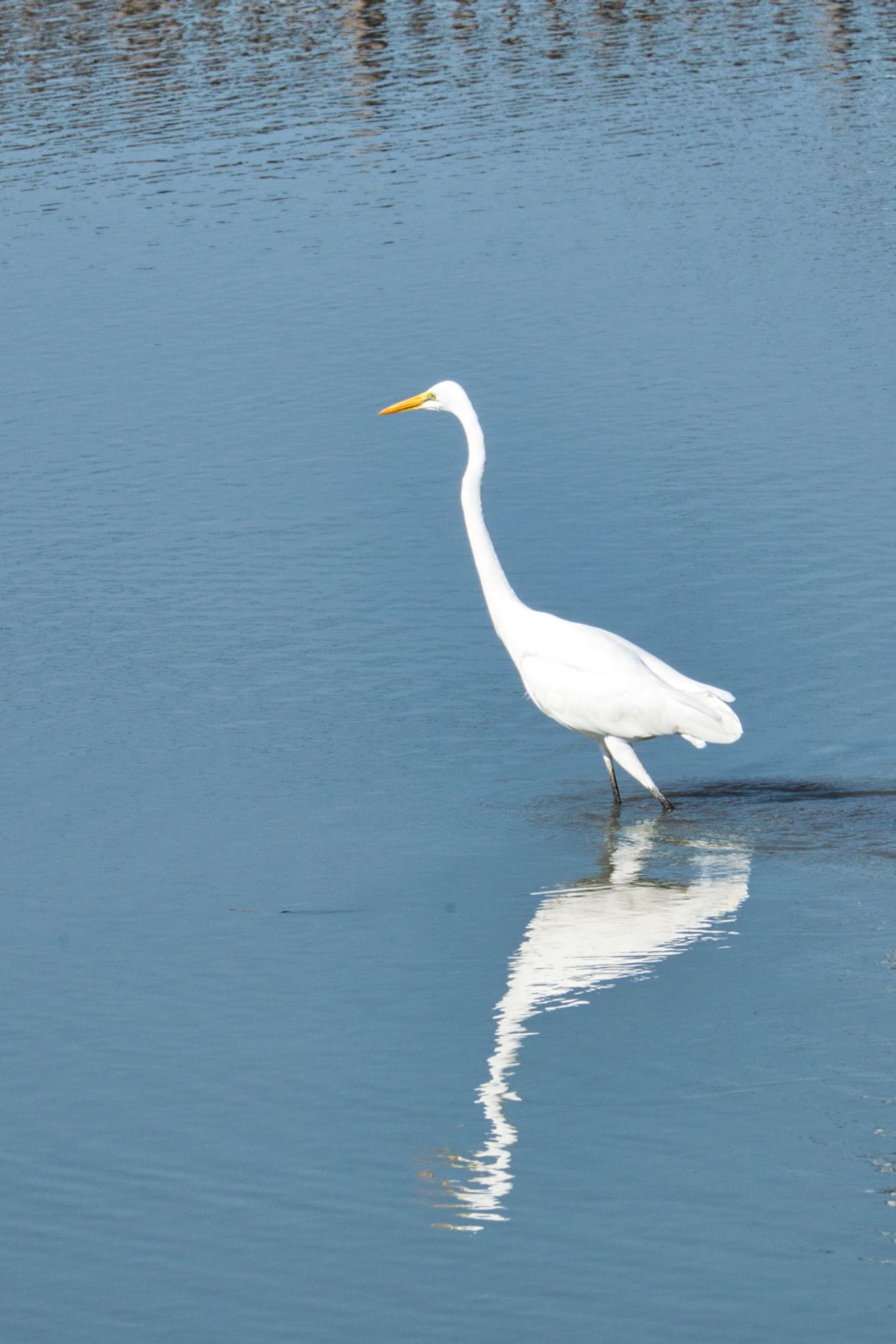 伊佐沼 チュウサギの写真 by naturedrop