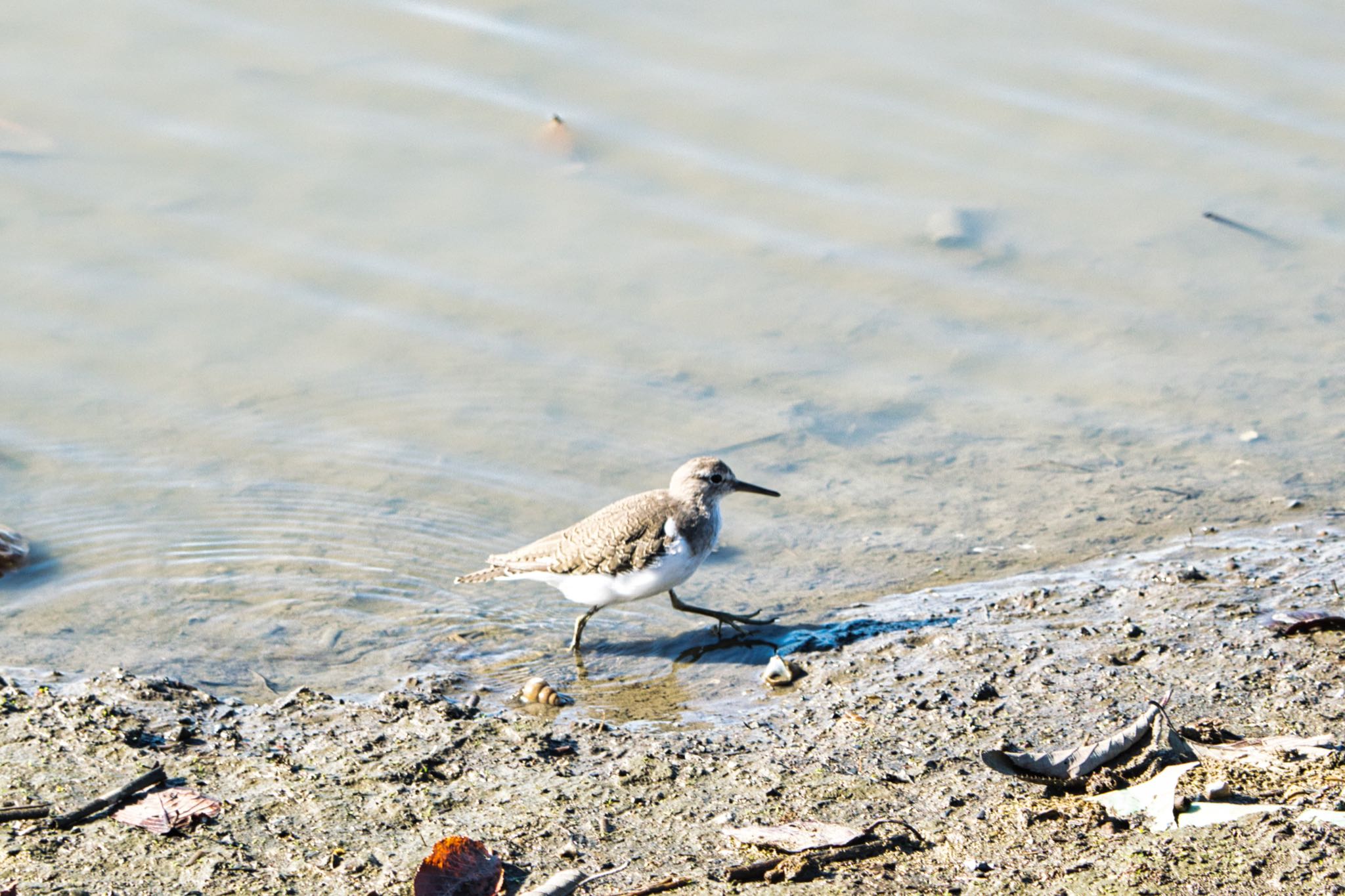 伊佐沼 イソシギの写真 by naturedrop