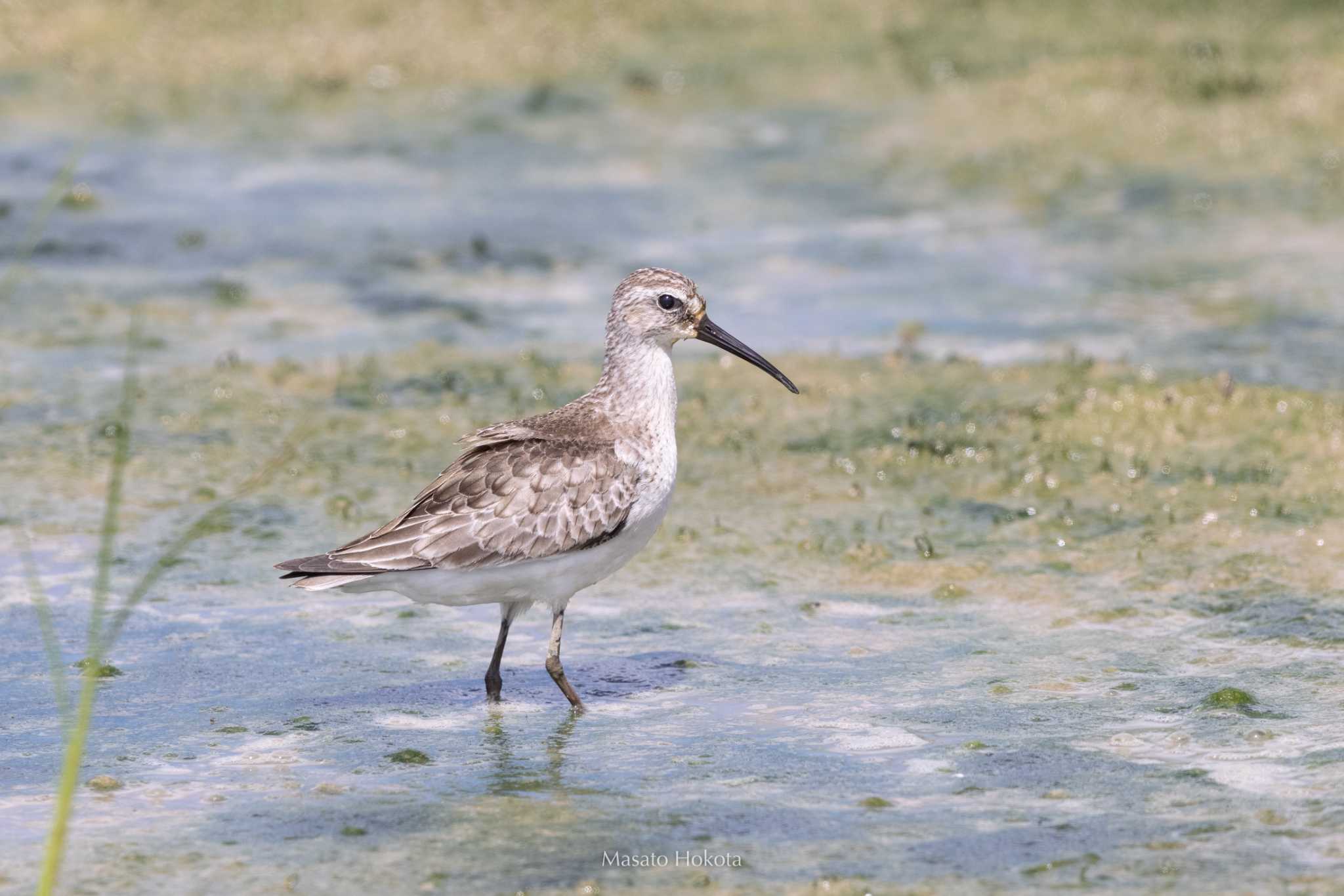 Curlew Sandpiper