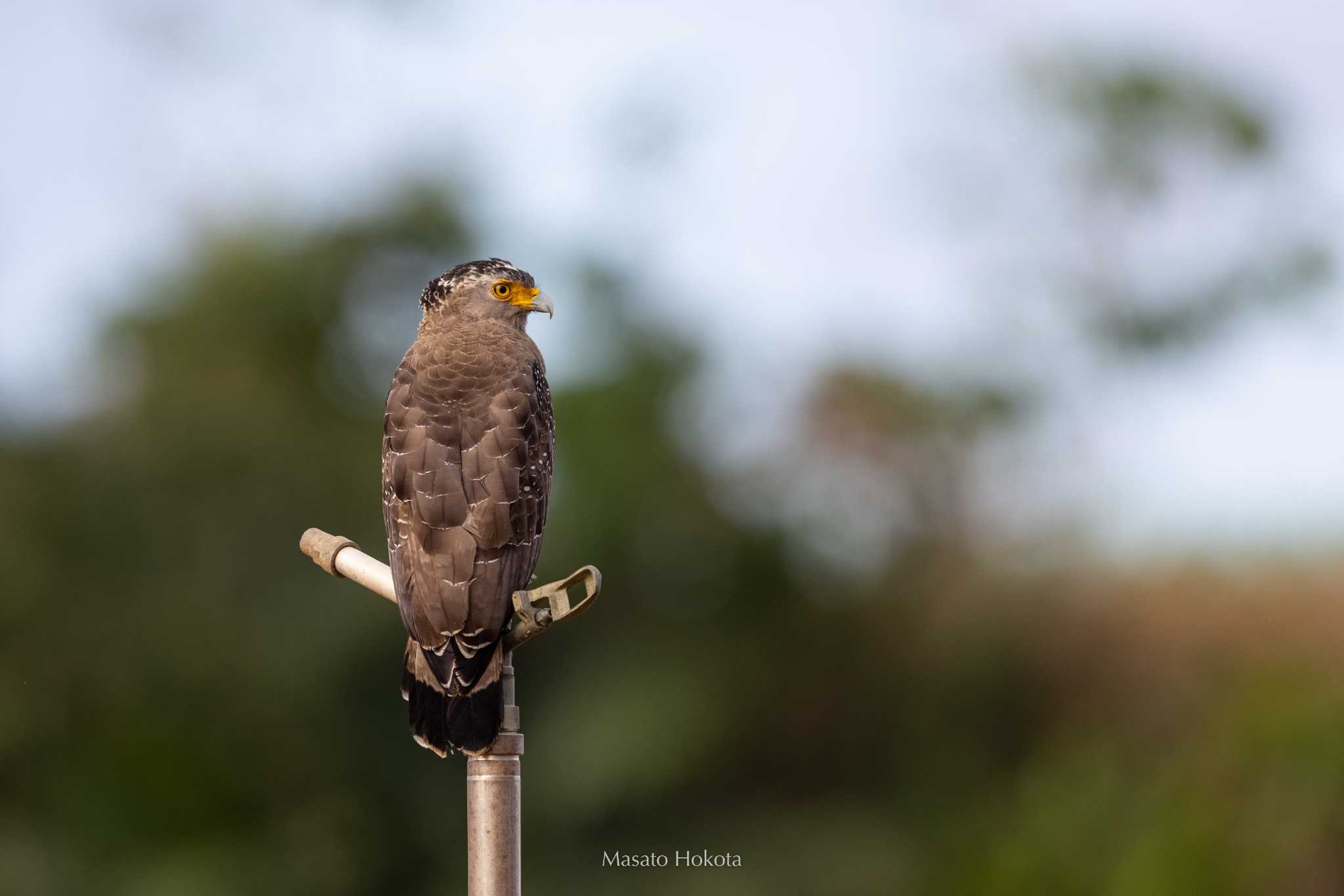 Photo of Crested Serpent Eagle at Ishigaki Island by Trio