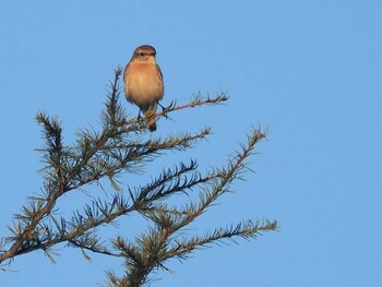 Amur Stonechat 大蔵高丸 Sun, 10/3/2021