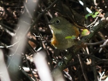 Red-flanked Bluetail 大蔵高丸 Sun, 10/3/2021