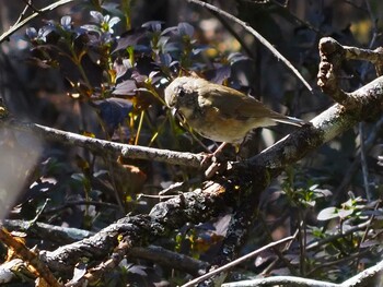 Red-flanked Bluetail 大蔵高丸 Sun, 10/3/2021