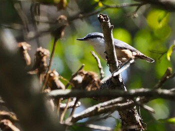 Eurasian Nuthatch 大蔵高丸 Sun, 10/3/2021