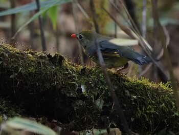 ソウシチョウ 大蔵高丸 2021年10月3日(日)