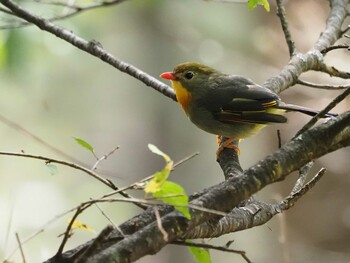 Red-billed Leiothrix 焼山沢真木林道 Sun, 10/3/2021