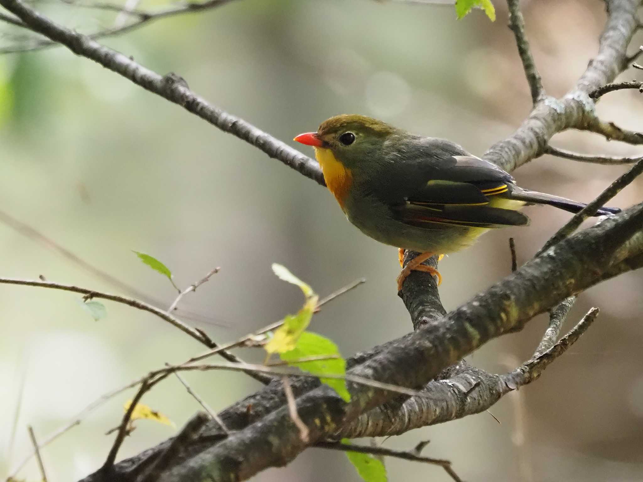 Photo of Red-billed Leiothrix at 焼山沢真木林道 by 日根野 哲也