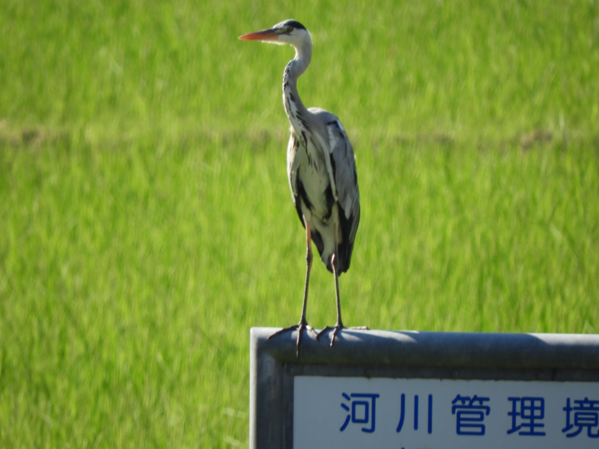 Photo of Grey Heron at 三重県　紀宝町　大里 by よっしー