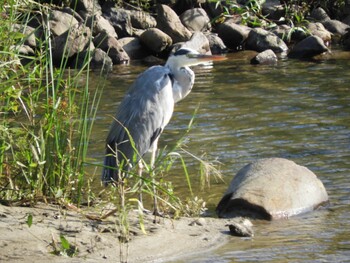 Grey Heron 三重県　紀宝町　大里 Sat, 9/25/2021