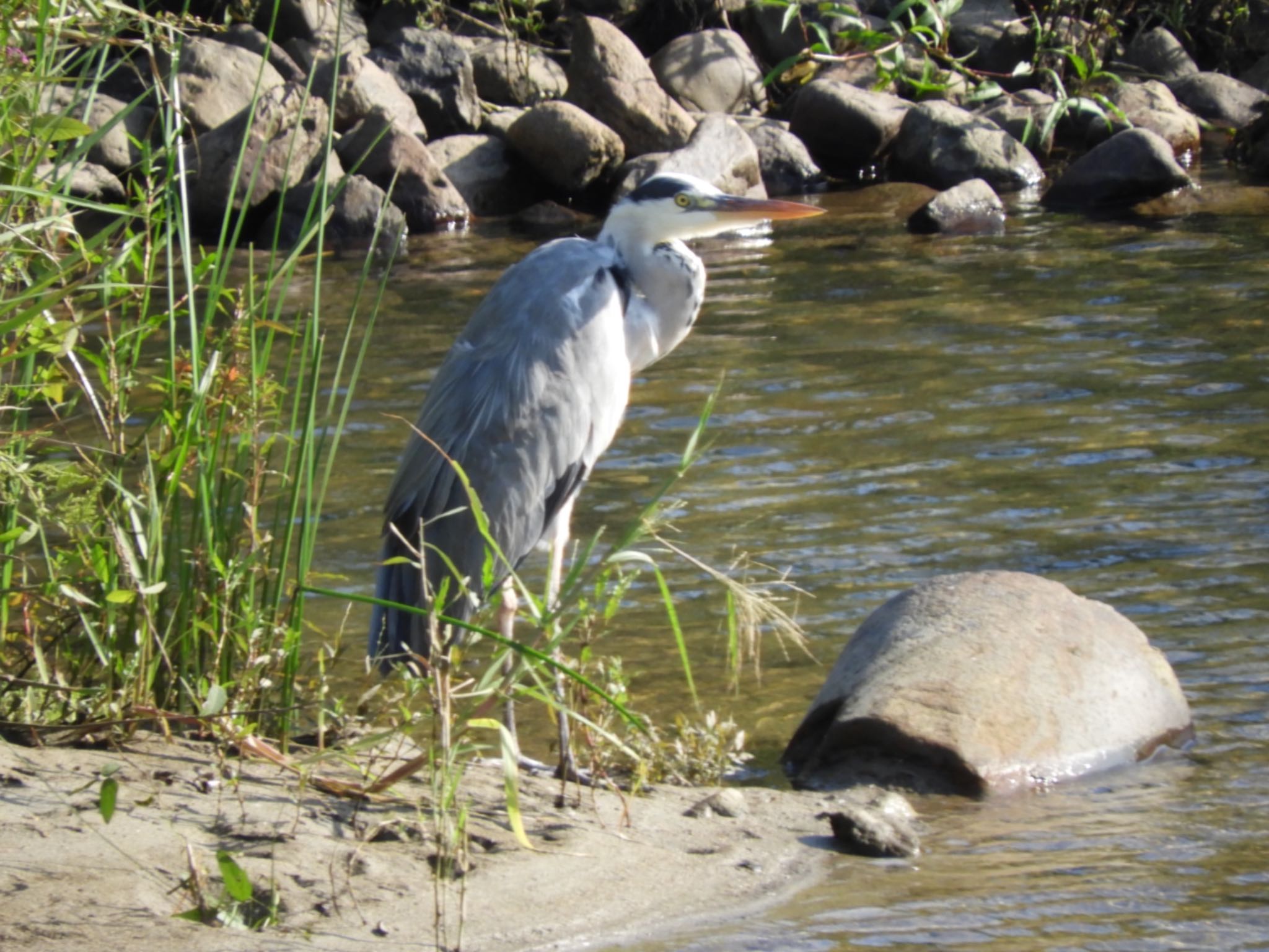 Grey Heron