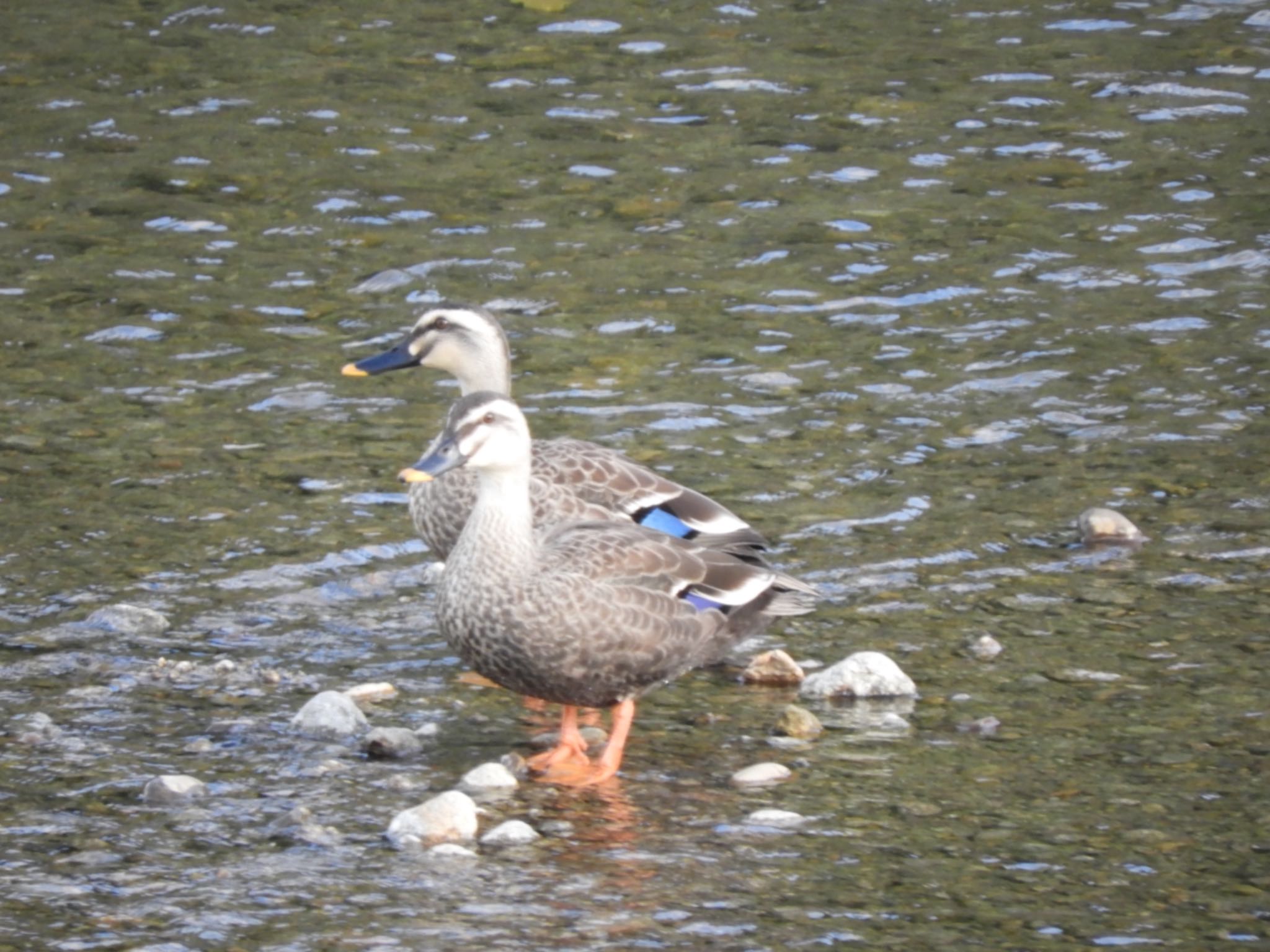 Eastern Spot-billed Duck