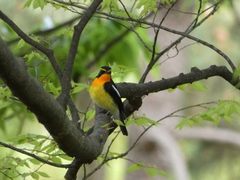 Narcissus Flycatcher Nagai Botanical Garden Tue, 4/25/2017