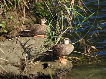 Eastern Spot-billed Duck 三重県　紀宝町　大里 Sat, 9/25/2021