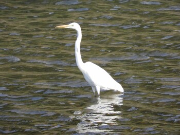 Great Egret 三重県　紀宝町　大里 Sat, 9/25/2021