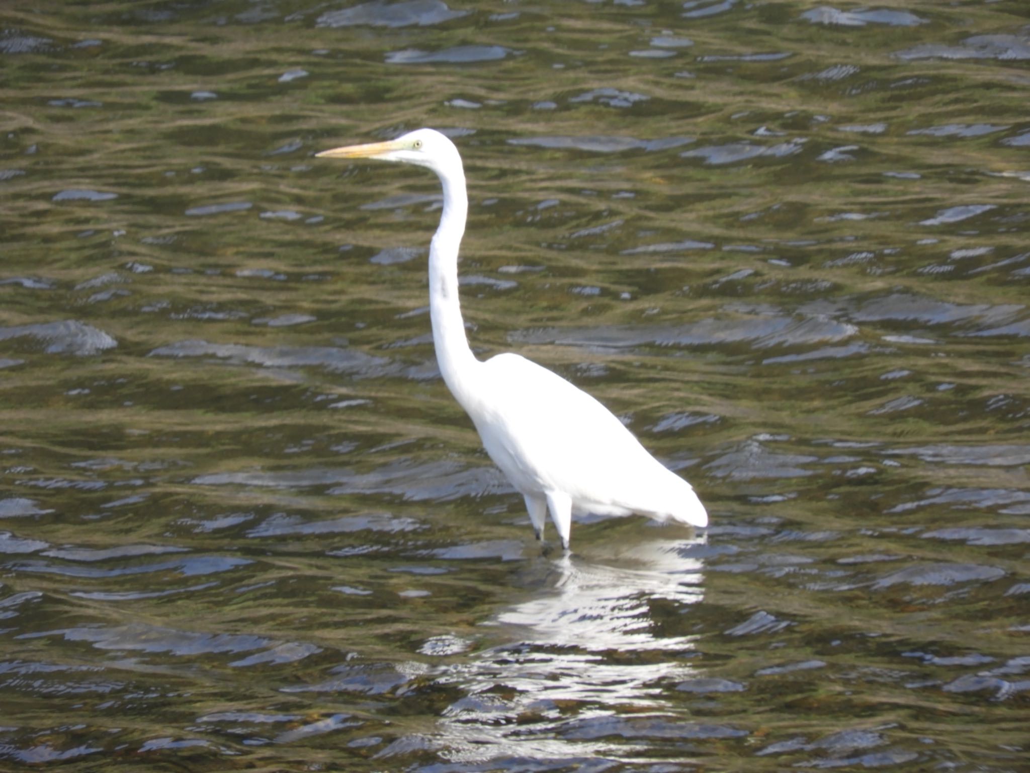 Great Egret