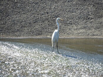 Great Egret 三重県　紀宝町　大里 Sat, 9/25/2021