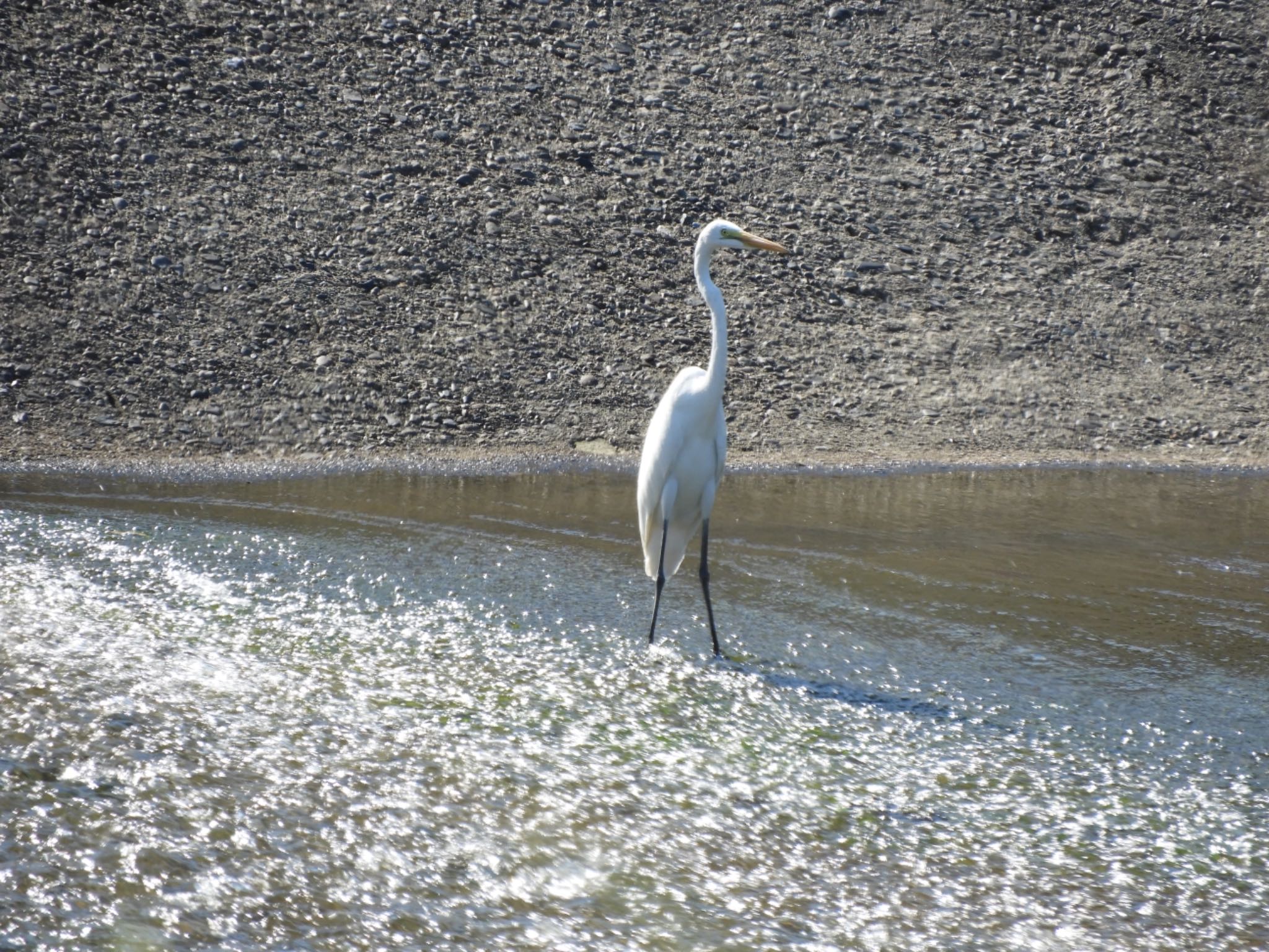 Photo of Great Egret at 三重県　紀宝町　大里 by よっしー