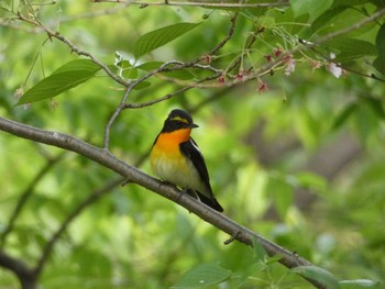 Narcissus Flycatcher Nagai Botanical Garden Tue, 4/25/2017